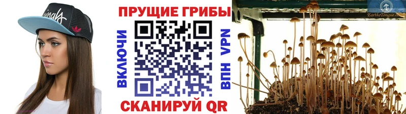 Галлюциногенные грибы Psilocybe  Новая Ладога 